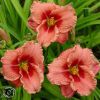 Hemerocallis Siloam Ribbon Candy